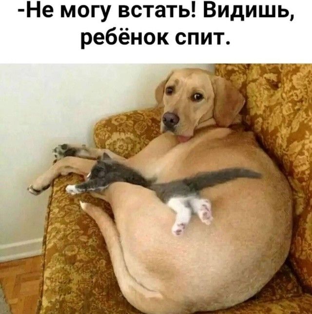 -Не могу встать! Видишь, ребёнок спит.