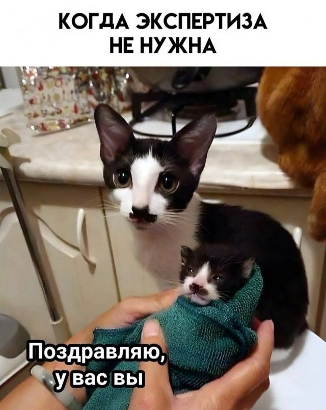 КОГДА ЭКСПЕРТИЗА НЕ НУЖНА
Поздравляю, у вас вы