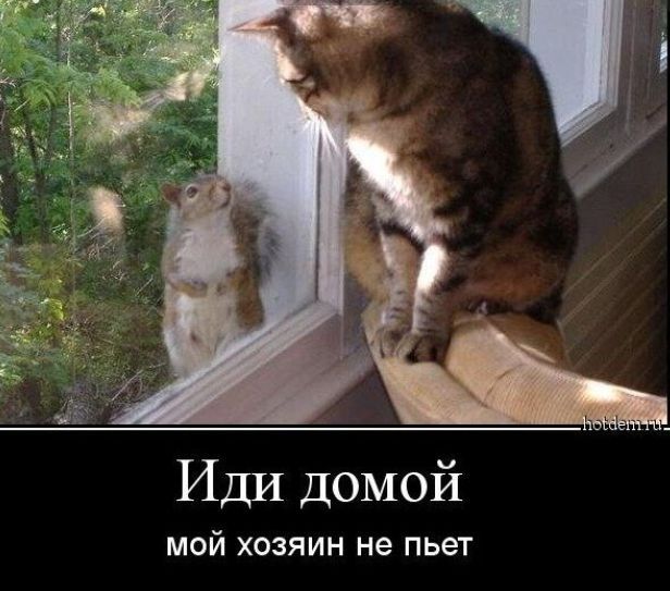 Иди домой мой хозяин не пьет