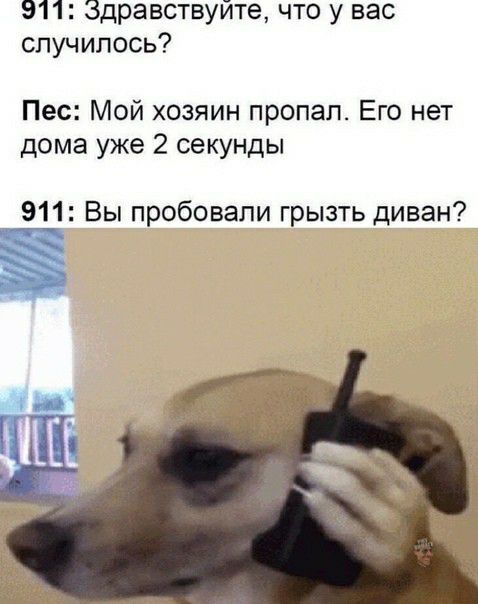 911 Здравствуйте что у вас случилось Пес Мой хозяин пропал Его нет дома уже 2 секунды 911 Вы пробовали грызть диван