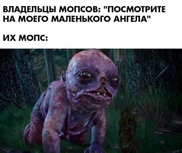 ВЛАДЕЛЬЦЫ МОПСОВ ПОСМОТРИТЕ НА МОЕГО МАЛЕНЬКОГО АНГЕЛА ИХ МОПС
