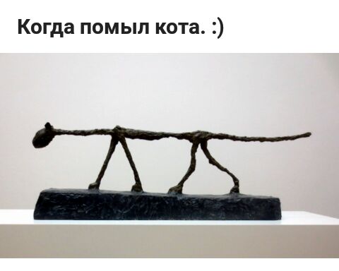 Когда помыл кота