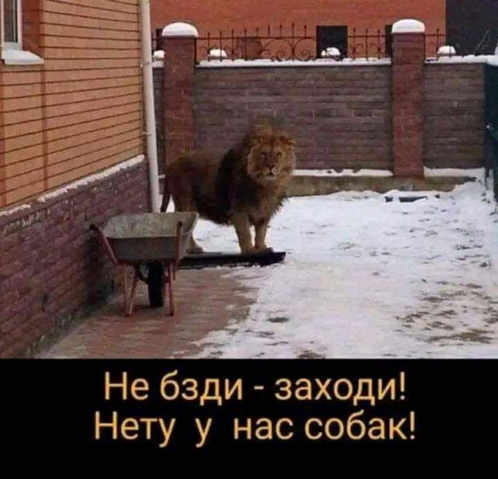 Не бзди заходи Нету у нас собак