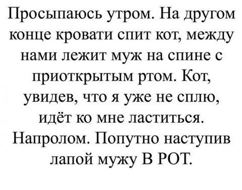 Просыпаюсь утром На другом конце кровати спит кот между нами лежит муж на спине с приоткрытым ртом Кот увидев что я уже не сплю идёт ко мне ластиться Напролом Попутно наступив лапой мужу В РОТ
