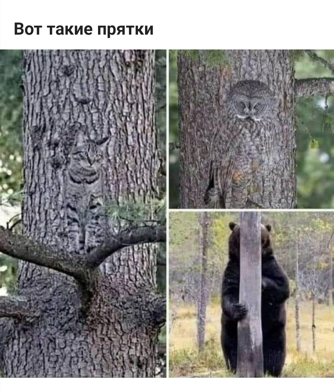 И К Т Я О П е И К 3 Т Т О В