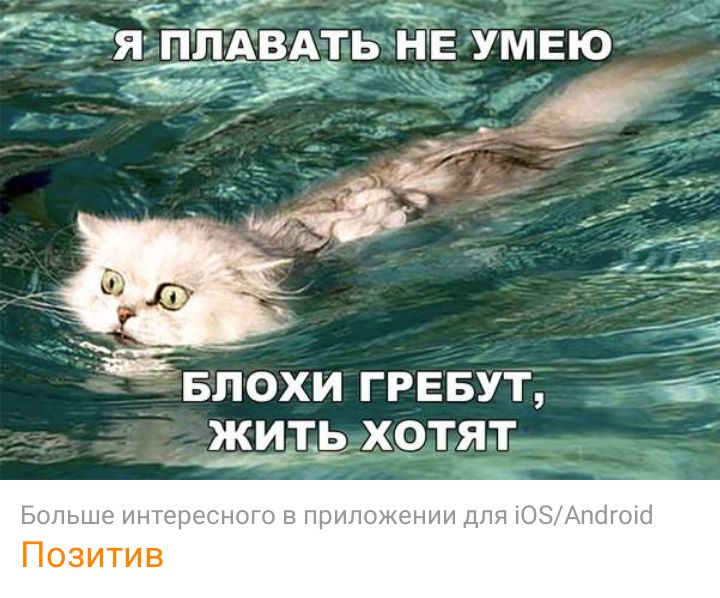 Блохи ГРЕБУТ тё жигь хотят Больше интересного в приложении для ЮЗАпбгою Позитив