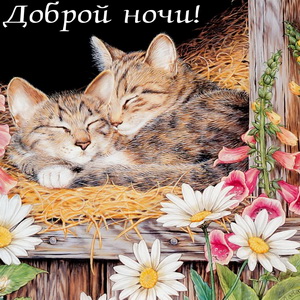 Доброй ночи