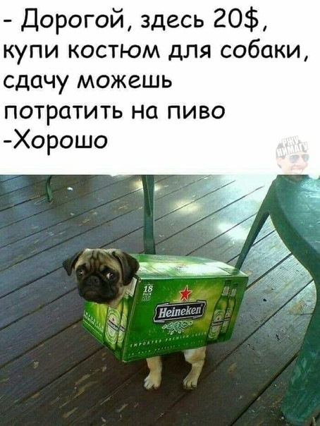 Дорогой здесь 20 купи костюм для собаки сдачу можешь потратить на пиво СЧ