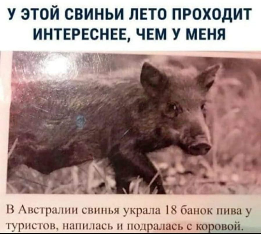 У ЭТОЙ СВИНЬИ ЛЕТО ПРОХОДИТ ИНТЕРЕСНЕЕ ЧЕМ У МЕНЯ В Австралии свинья украла 8 банок пива у туристов напилась подралась ско вой