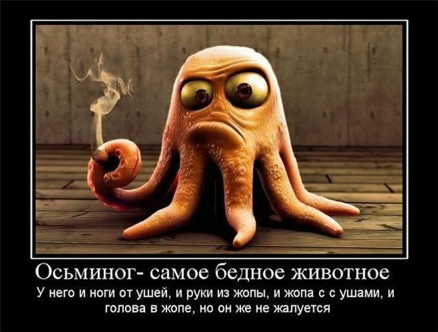 ОСЬМИНОГ СМОС бедное ЖИВОТНОС У него и наш от ушей и руки из жопы и жопа ушами и ГОПОЕВ В ЖФПЕ Но он же не ВПУЁТСЯ