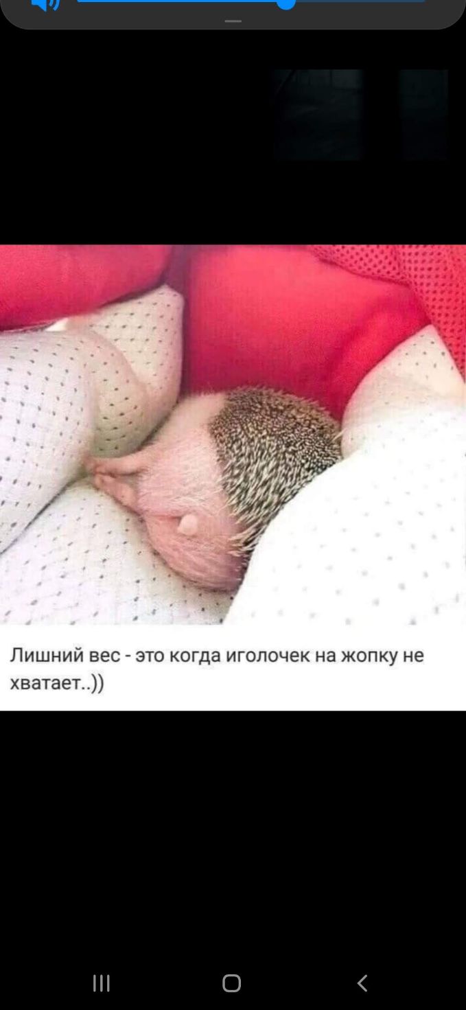 Лишний вес это огда иголочек на жопку не хватает О