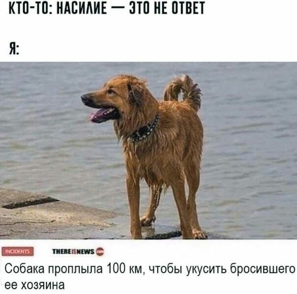 КТП Ш НАЕИАИЕ ЗП НЕ ПТВЕТ _ Собака проплыла 100 км чтобы укусить бросившего ее хозяина