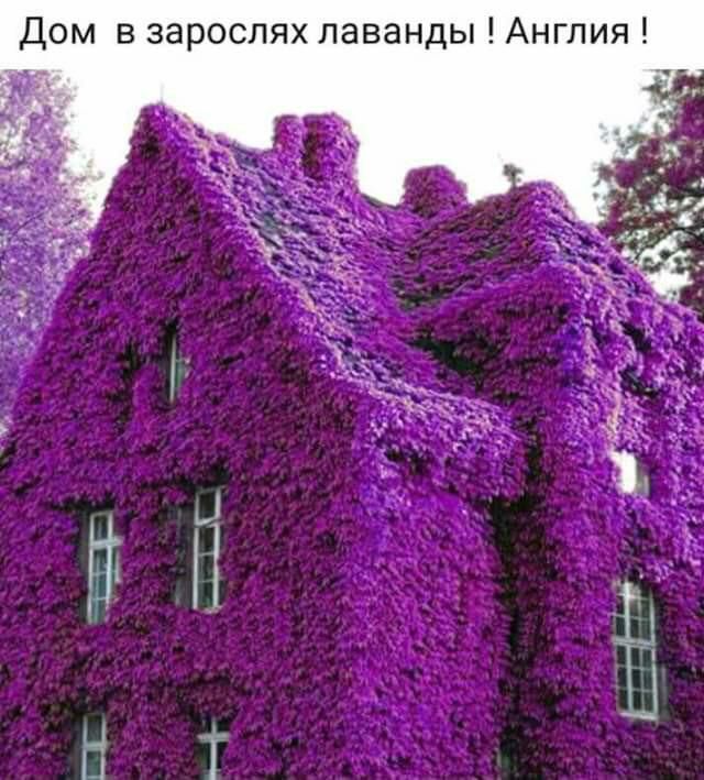 Дом в зарослях лаванды Англия