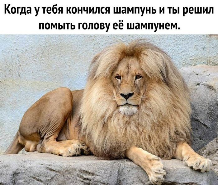 Когда утебя КОНЧИЛСЯ ШЭМПУНЬ И ТЫ решил ПОМЫТЬ ГОЛОВУ её ШЭМПУНЕМ
