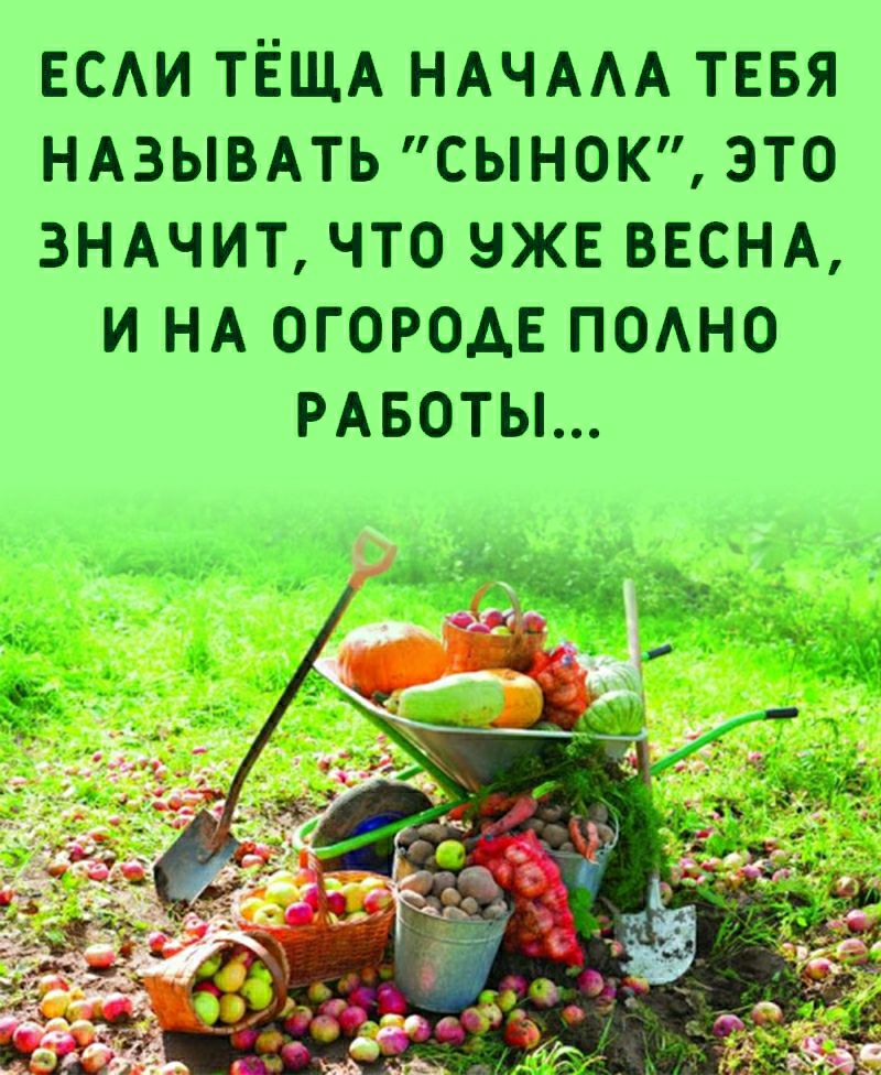 ЕСАИ ТЁЩА НАЧААА ТЕБЯ НАЗЫВАТЬ СЫНОК ЭТО ЗНАЧИТ ЧТО ЧЖЕ ВЕСНА И НА ОГОРОАЕ ПОАНО РАБОТЫ