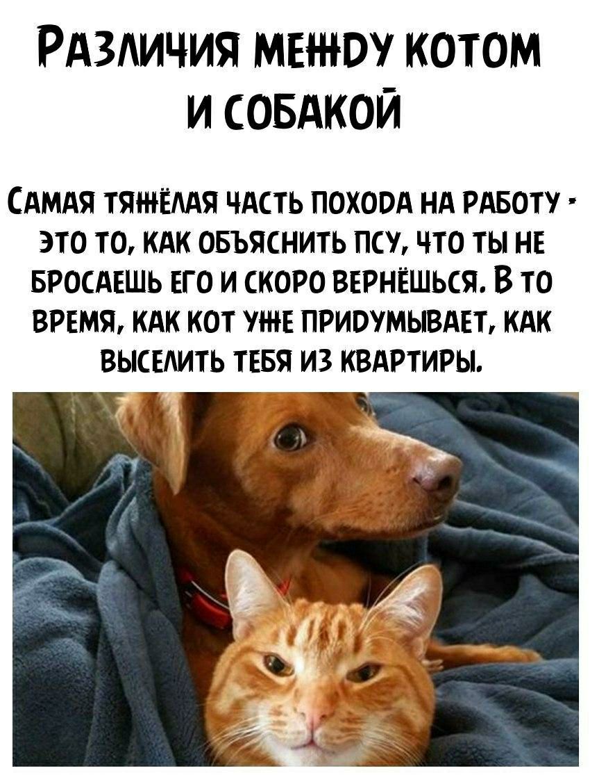 РАЗИЧИЯ МЕі НО КОТОМ И СОБАКОЙ САМАЯ ТЯЖЕЛАЯ ЧАСТЬ ПОХООА НА РАБОТУ ЭТО ТО КАК ОБЪЯСНИТЬ ПСУ ЧТО ТЫ НЕ БРОСАЕШЬ ЕГО И СКОРО ВЕРНЕШЬСЯ В ТО ВРЕМЯ КАК КОТ ЛНЕ ПРИОУМЫВАЕТ КАК ВЫСЕАИТЬ ТЕБЯ ИЗ КВАРТИРЫ
