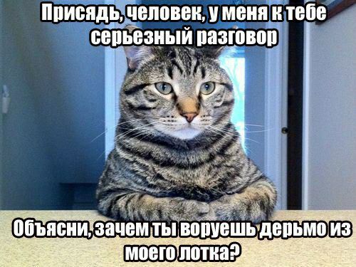 моею лотка