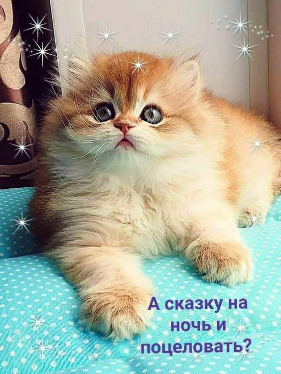 А сказку на _ ночь и поцеловать