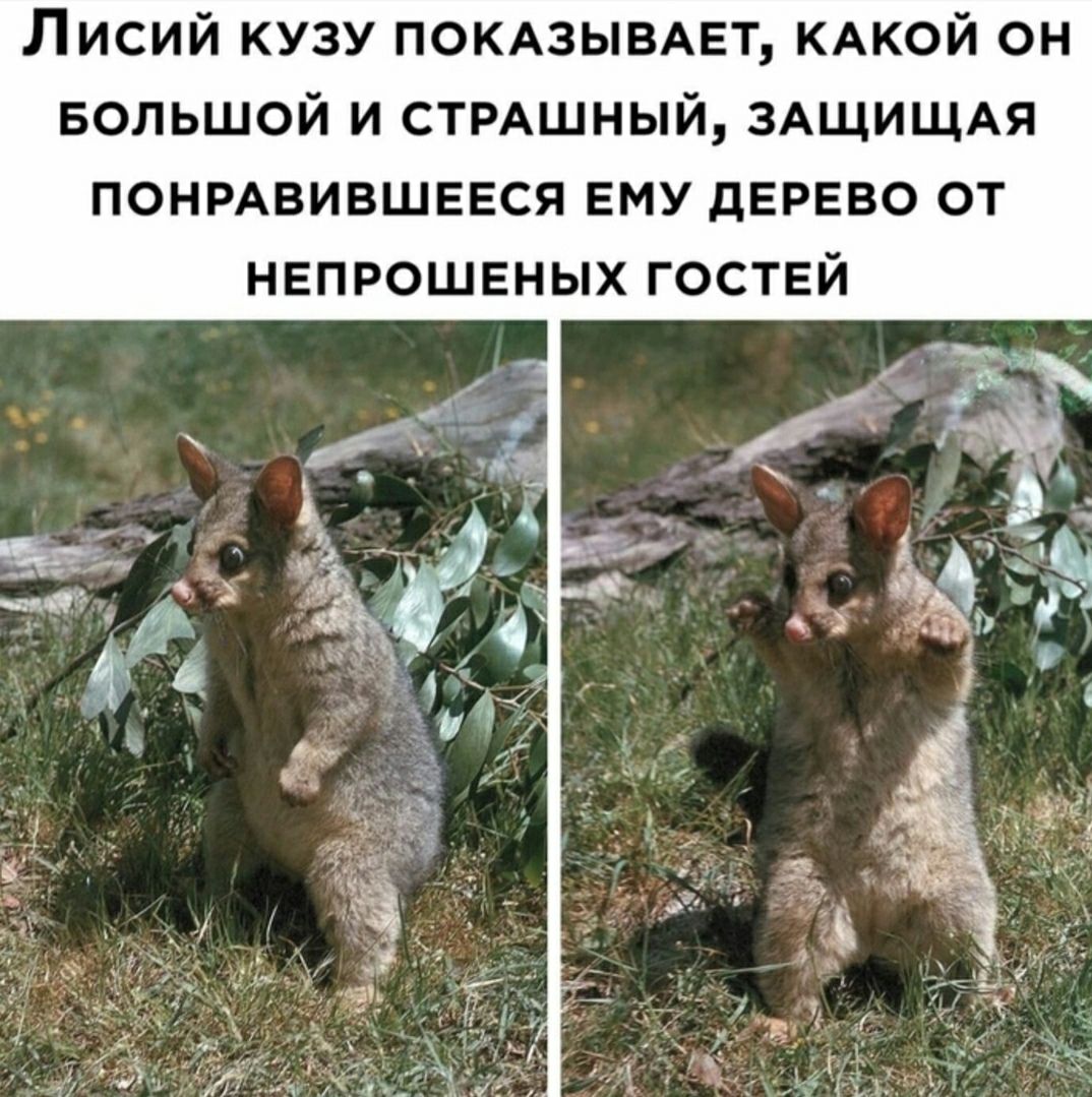 Лисий кузу ПОКАЗЫВАЕТ КАКОЙ он БОЛЬШОЙ и СТРАШНЫЙ ЗАЩИЩАЯ ПОНРАВИВШЕЕСЯ ему дерево от непрошеных гостей