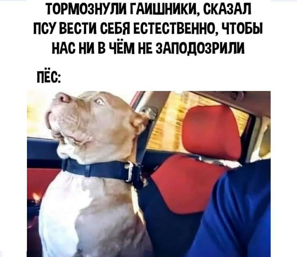 ТОРМОЗНУЛИ ГАИШНИКИ СКАЗАЛ ПСУ ВЕСТИ СЕБЯ ЕОТЕОТВЕННО ЧТОБЫ ндс ни в чём не здподозрили ПЁС