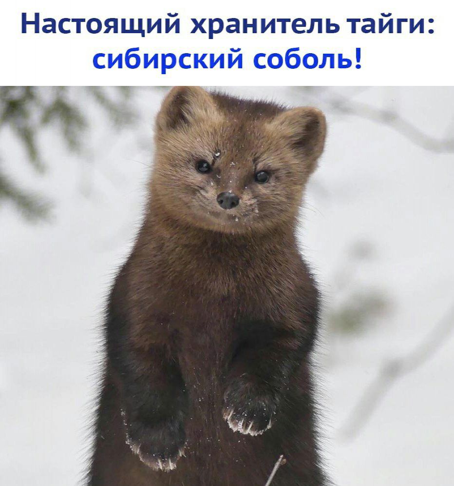 Настоящий хранитель тайги сибирский соболь