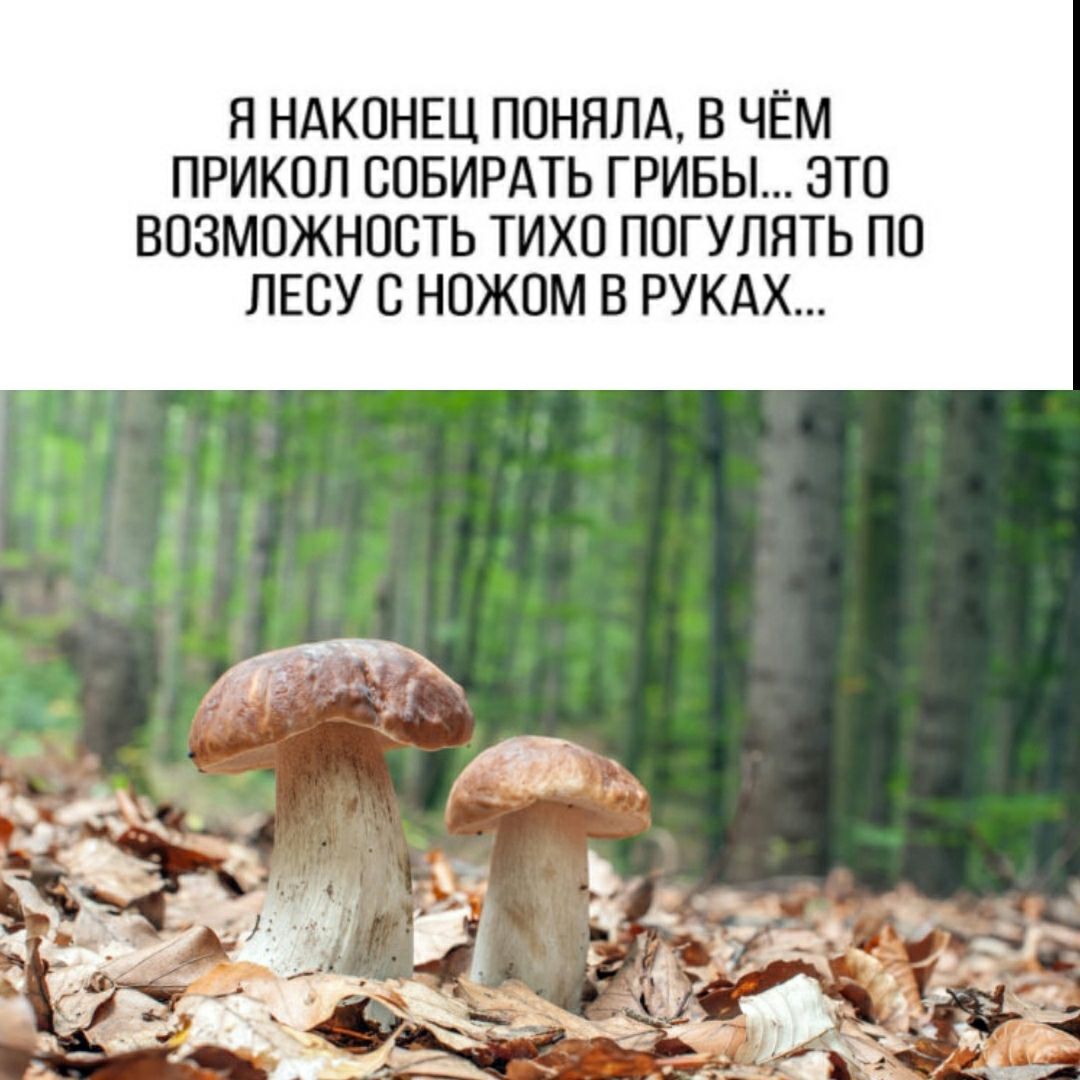 Я НАКОНЕЦ ПОНЯЛА В ЧЁМ ПРИКОЛ ООБИРАТЬ ГРИБЫ ЭТО ВОЗМОЖНОСТЬ ТИХО ПОГУЛЯТЬ ПО ЛЕСУ С НОЖОМ В РУКАХ