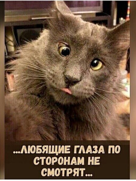 МОБЯЩИЕ гмізд по сторон не СМОТРЯТ