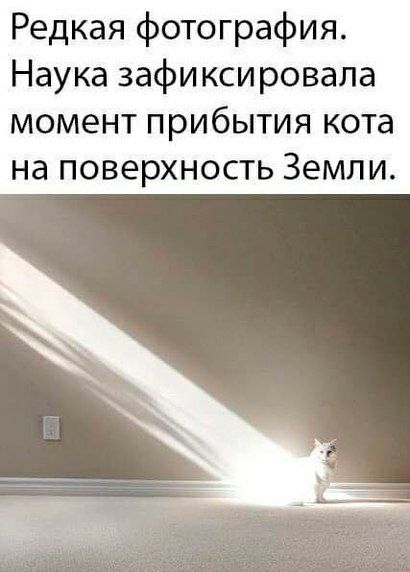 Редкая фотография Наука зафиксировала момент прибытия кота на поверхность Земли