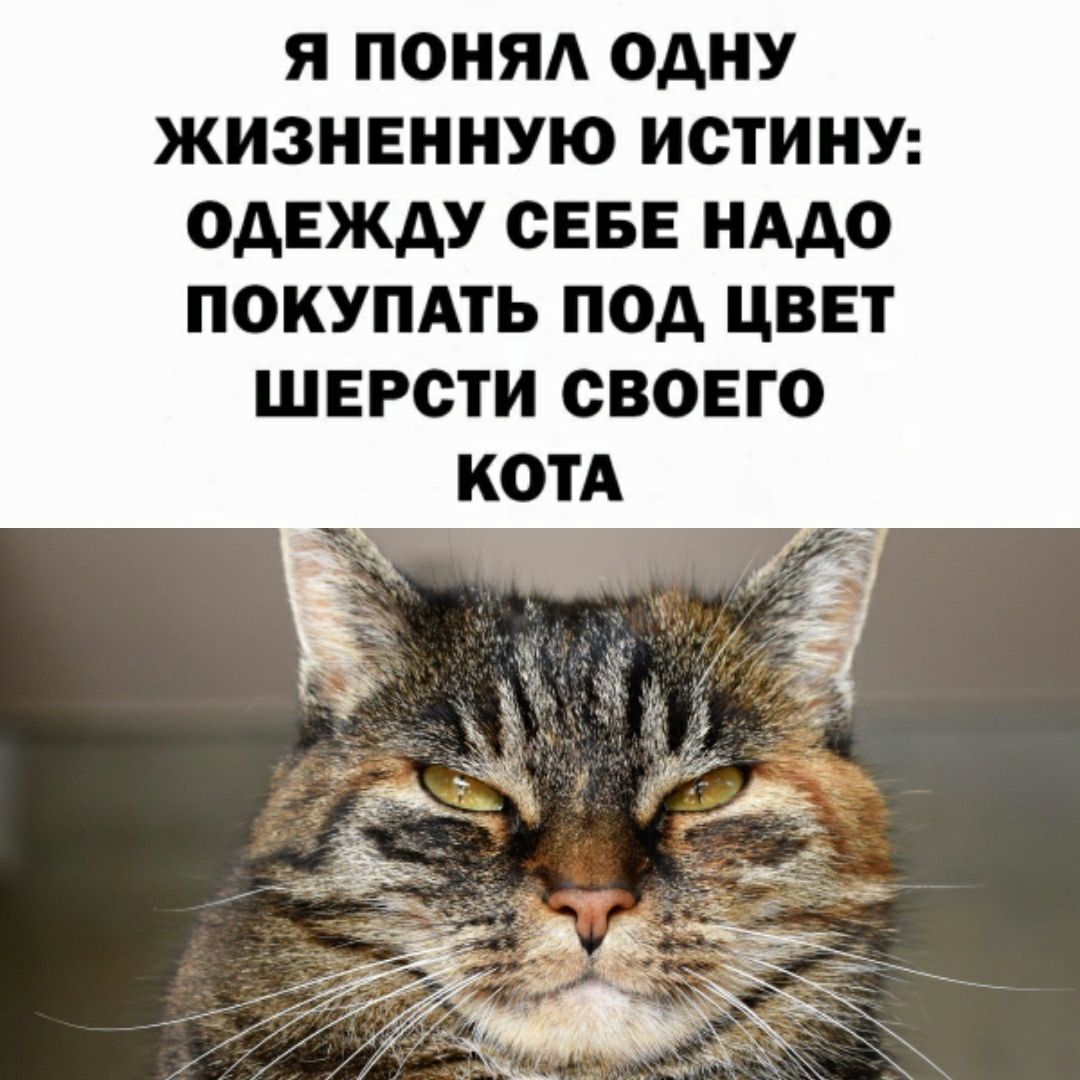 Я ПОНЯА ОДНУ ЖИЗНЕННУЮ ИОТИНУ ОДЕЖДУ СЕБЕ НАДО ПОКУПАТЬ ПОД ЦВЕТ ШЕРОТИ СВОЕГО КОТА