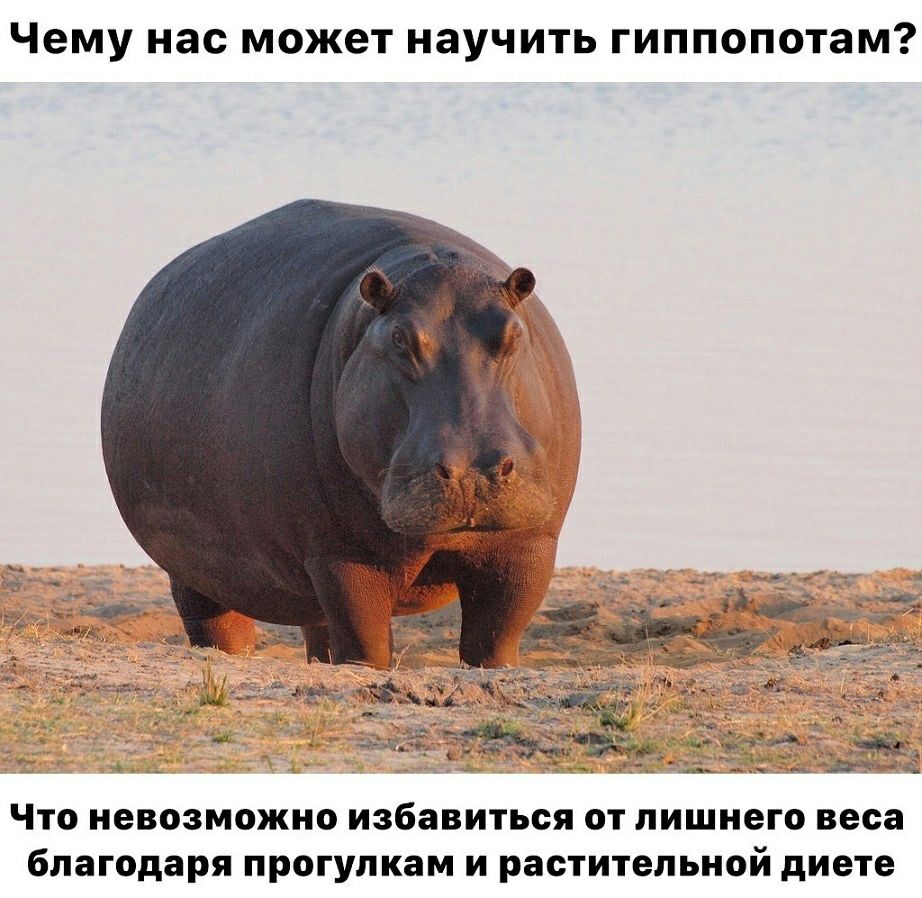 чему нас может НЗУЧИТЬ ГИППОПОТаМ Что невозможно избавиться от лишнего веса благодаря прогулкам и растительной диете