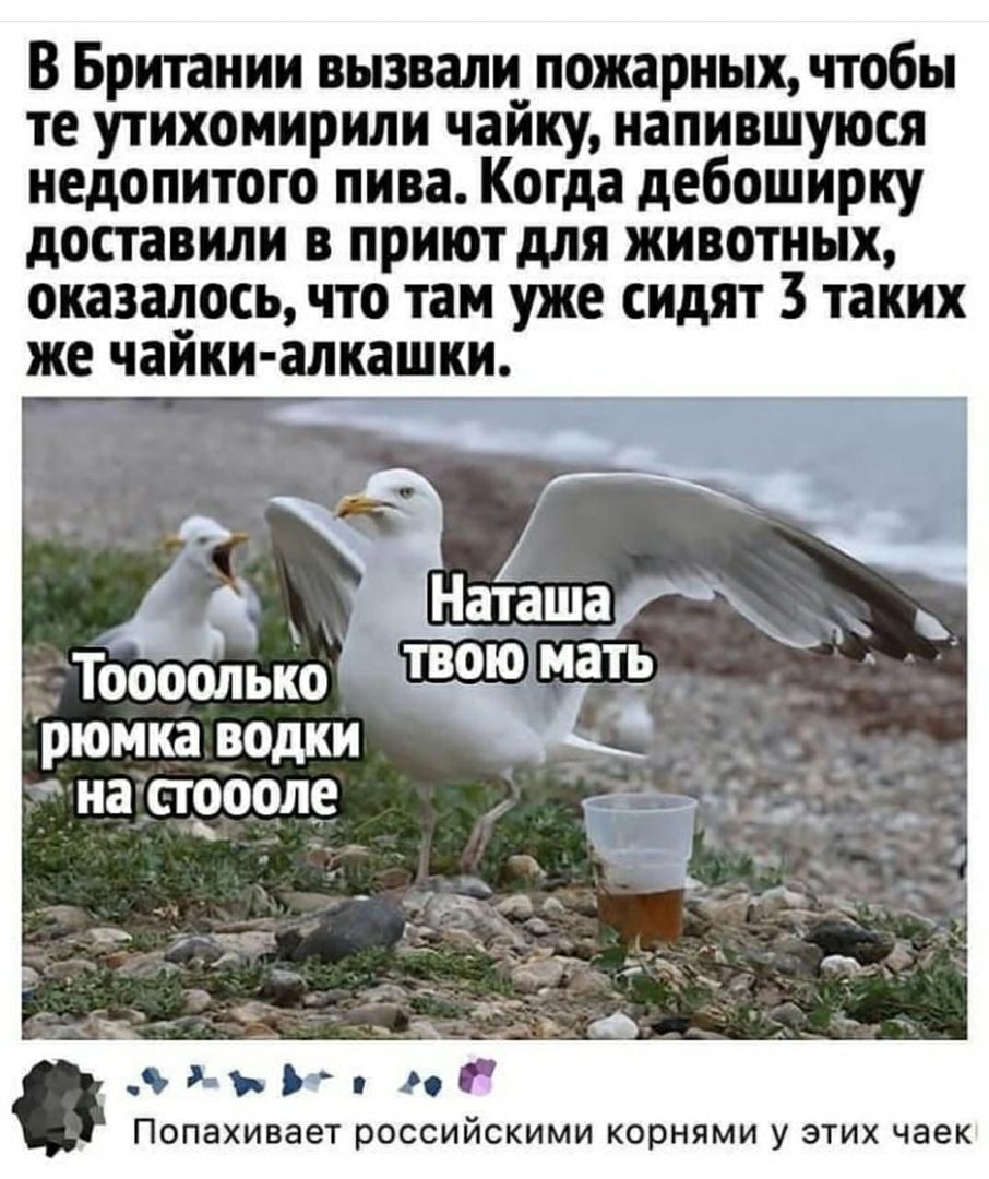 В Британии вызвали пожарных чтобы те утихомирили чайку напившуюся недопитого пива Когда дебоширку доставили в приют для животных оказалось что там уже сидят 3 таких же чайки алкашки аташадч _ ТООболько твою мать рюмка водки 1 _ на _сгеооле _ _ д Ъ п Попахивает российскими корнями у этих чаек