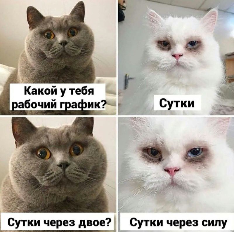 Какой у тебя абочий г а ик Г Сутки через двое Сутки через силу