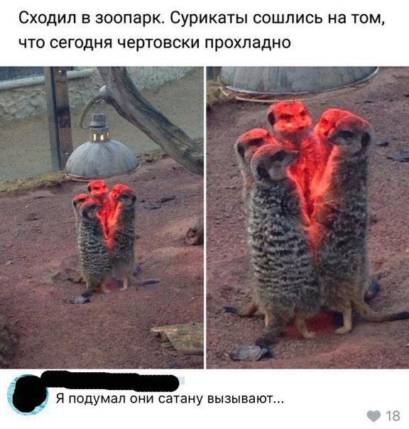 Сходил в зоопарк. Сурикаты сошлись на том, что сегодня чертовски прохладно ' я подумал они сатану вызывают...