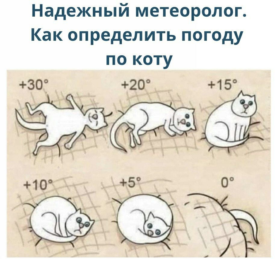 Погода по кошке картинки