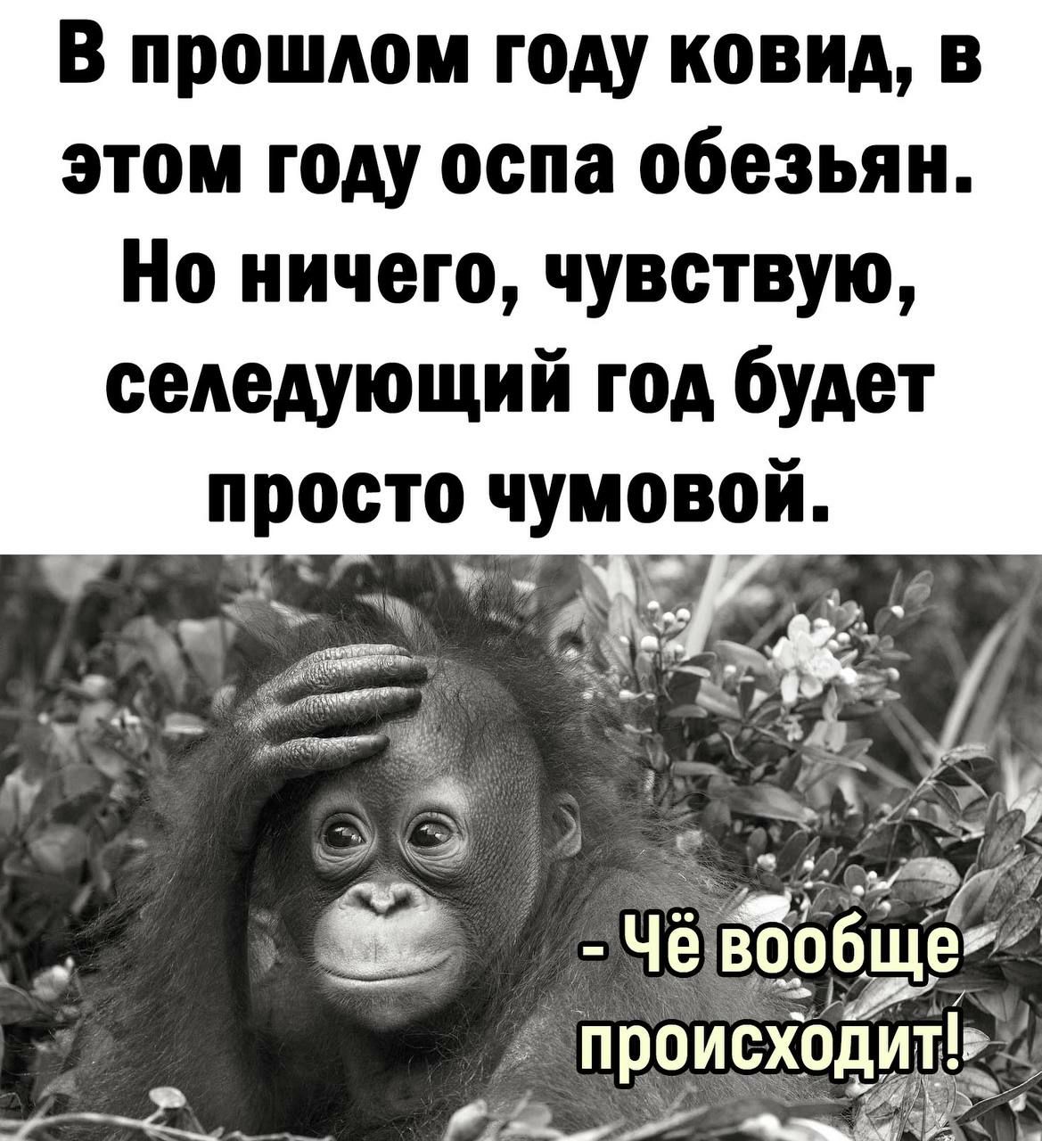 В прошлом году ковид в этом году оспа обезьян Но ничего чувствую седедующий год будет просто чумовой