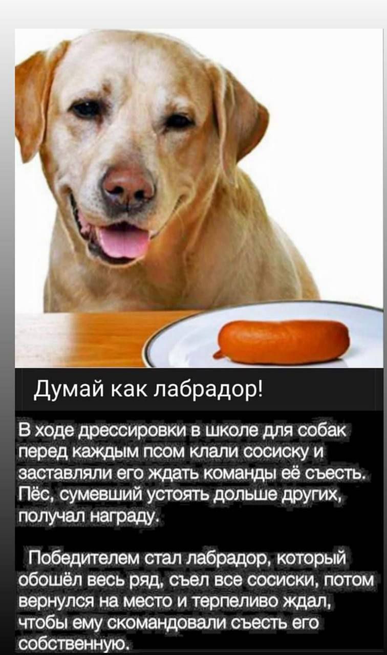 Думай как лабрадор В ходе дрессировки в школе для собак перед каждым псом клали сосиску и заставляли его ждать комагщы её съесть Пёс сумевший утоять дольше других награду Победителем стал лабрадор который обошёл весь ряд съел все сосиски потом вернулся на место и терпеливо ждал чтобы ему скомагщовали съесть его собственную