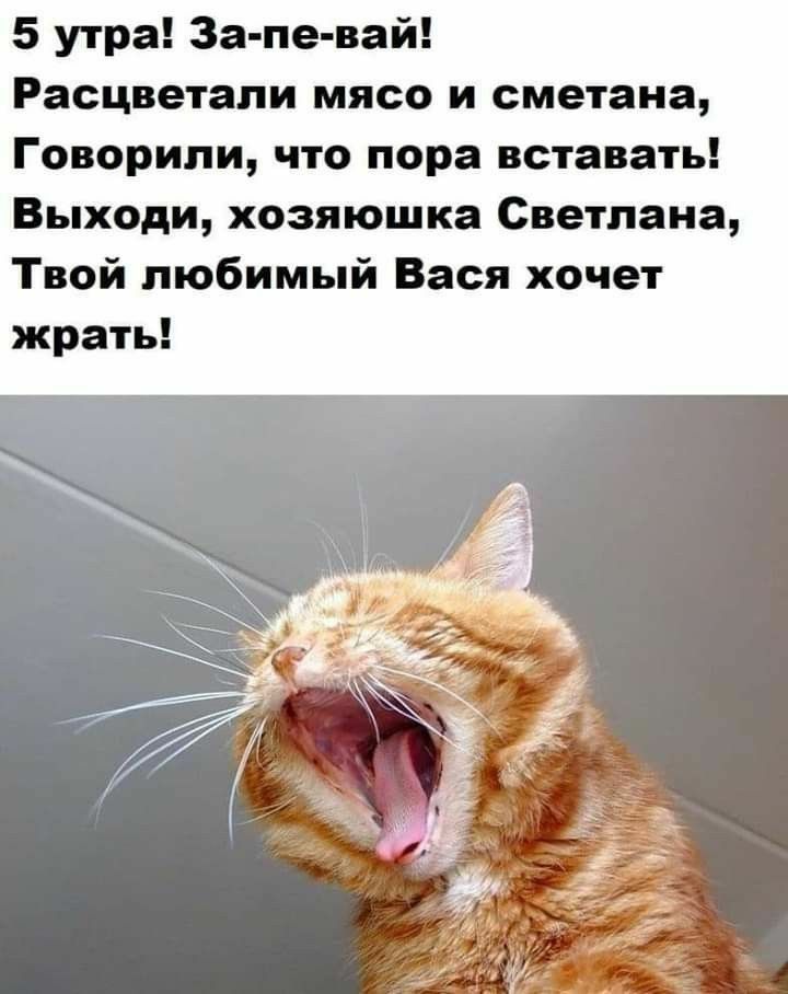 5 утра За пе вай Расцветапи мясо и сметана Говорили что пора вставать Выходи хозяюшка Светлана Твой любимый Вася хочет