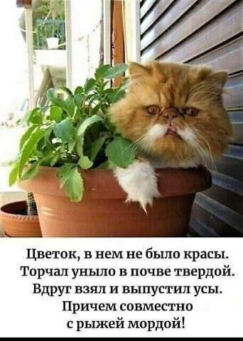 Цветок в нем не было красы Торчал уньшо в почве твердой Вдруг взял и выпустил усы Причем совместно с рыжей мордой