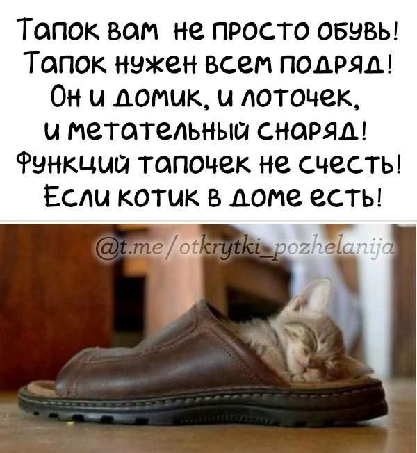 Топок вом не пРОСТО ОБЧВЬЫ Топок нужен всем ПОДРЯЛ Он и домик и лоточек и метотельный СНОРЯд Функций топочек не счесть Если котик в ломе есты