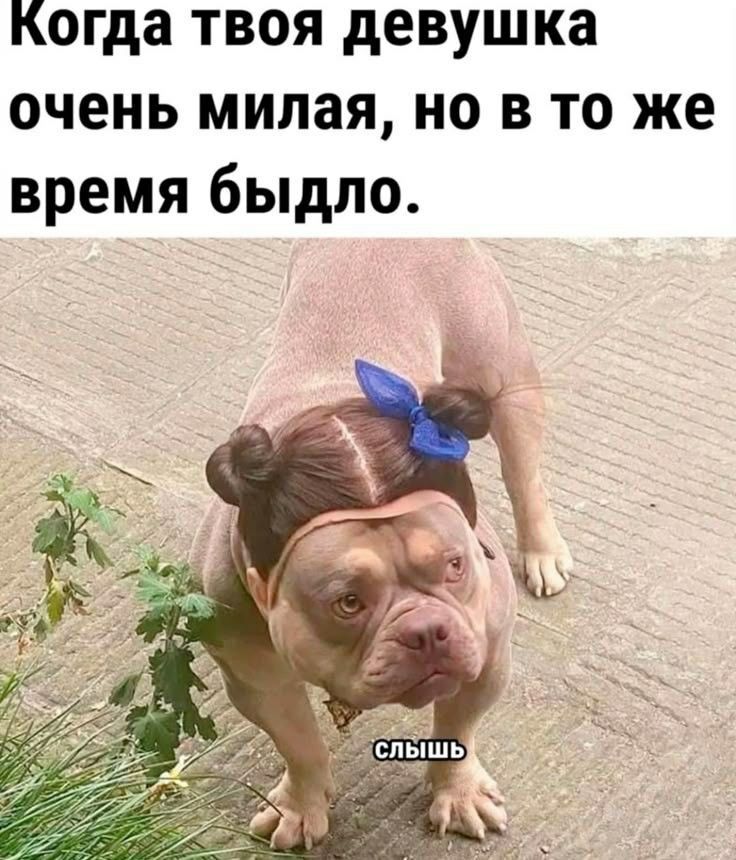 Когда твоя девушка очень милая, но в то же время быдло.
слышь