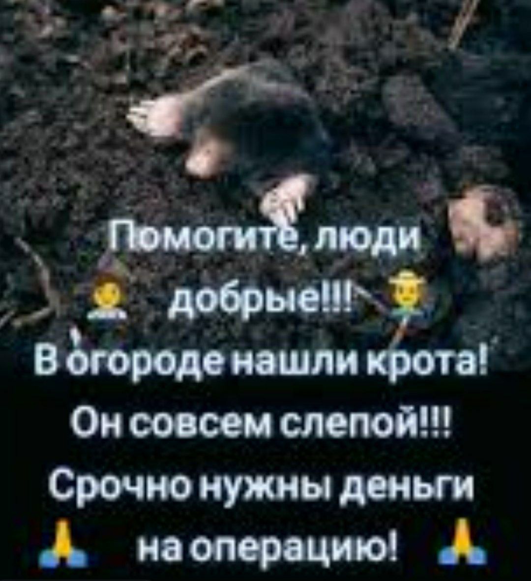 Помогите, люди добрые!!! В огороде нашли крота! Он совсем слепой!!! Срочно нужны деньги на операцию!