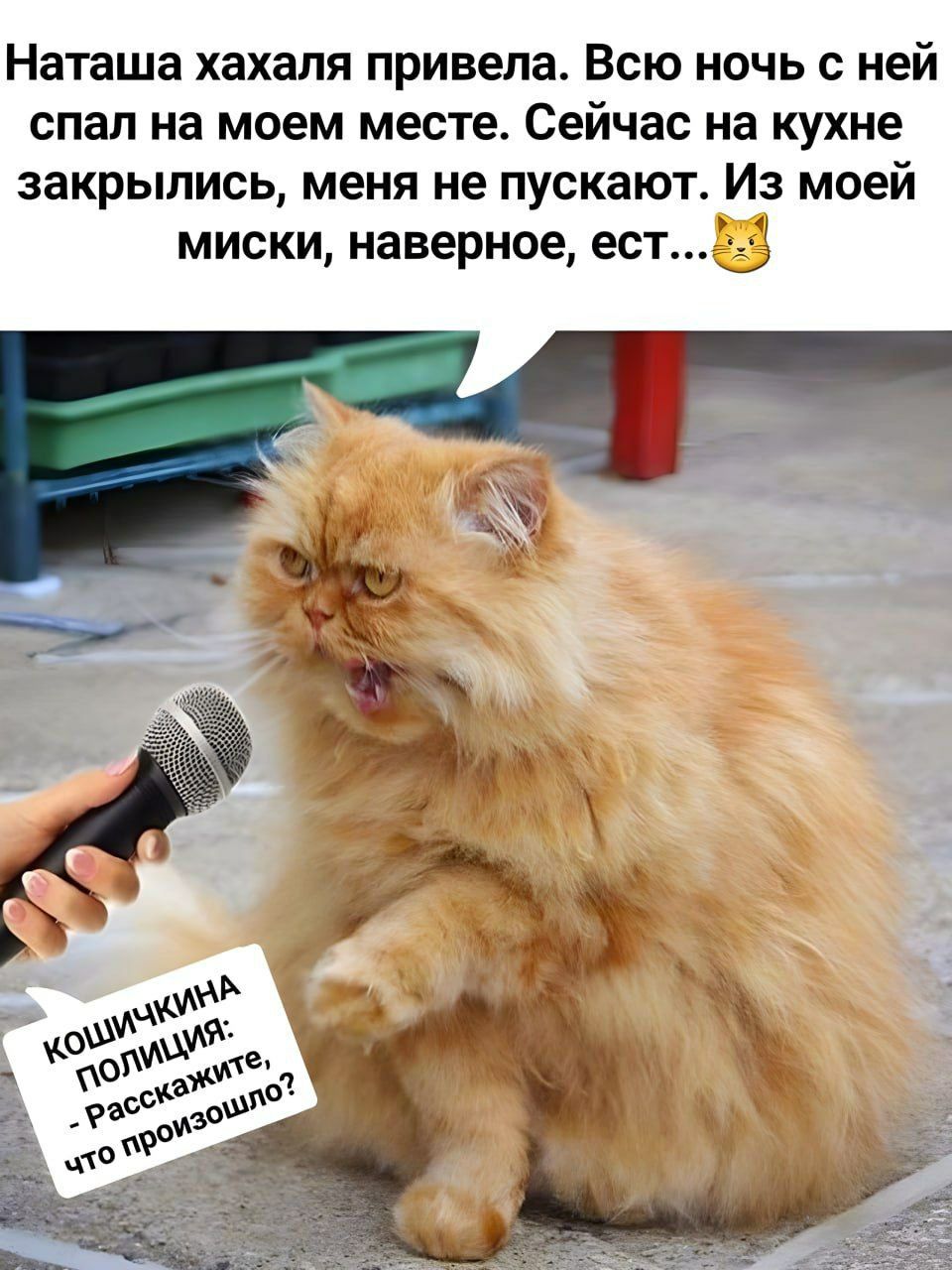 Наташа хахаля привела. Всю ночь с ней спал на моем месте. Сейчас на кухне закрылись, меня не пускают. Из моей миски, наверное, едят… Кошечка, полиция: — Расскажите, что произошло?