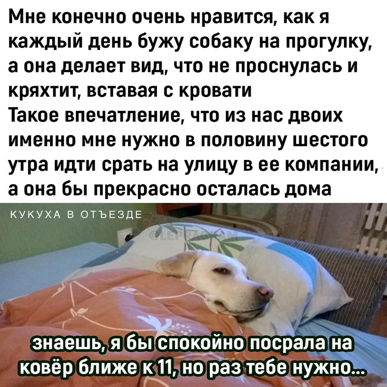 Мне конечно очень нравится, как я каждый день будю собаку на прогулку, а она делает вид, что не проснулась и храпит, вставая с кровати
Такое впечатление, что из нас двоих именно мне нужно в половину шестого утра идти срать на улицу в ее компании, а она бы прекрасно осталась дома
знаешь, я бы спокойно посрала на ковёр ближе к 11, но раз тебе нужно...