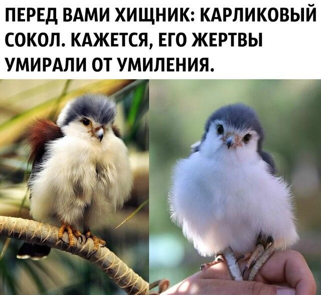 ПЕРЕД ВАМИ ХИЩНИК КАРЛИКОВЫЙ СОКОЛ КАЖЕТСЯ ЕГО ЖЕРТВЫ УМИРАЛИ ОТ УМИЛЕНИЯ