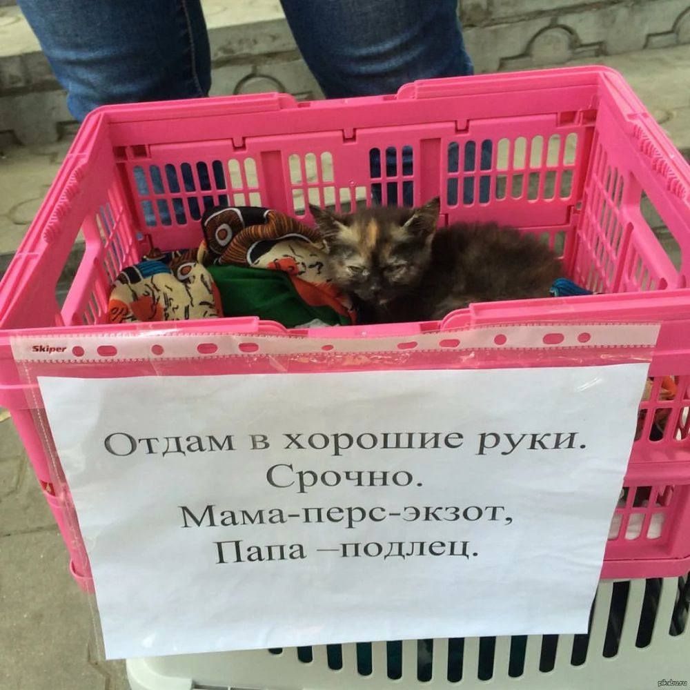 Отдам в хорошие руки_ Ч Срочно Мама перс экзот Папа подлец _ НИПНИ Л