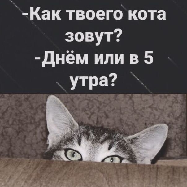 Как твоего кота зовут днём или в 5 утра