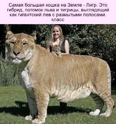 Самая большая юшкв на Земле Пигр Эт гибрьщ пптомок льва и тигрицы выглядящий гигантский лев оазмыгыми полосами класс