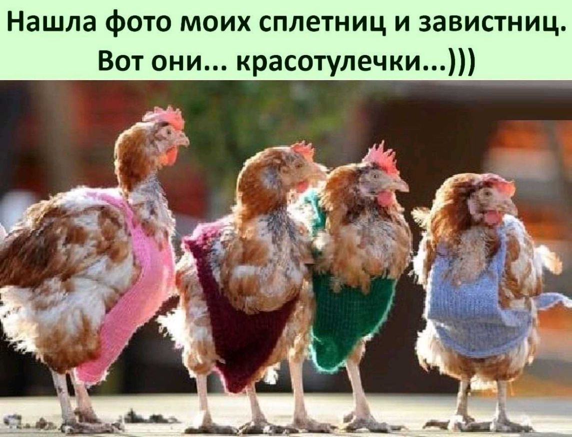 Нашла фото моих сплетниц и завистниц Вот они красотулечки