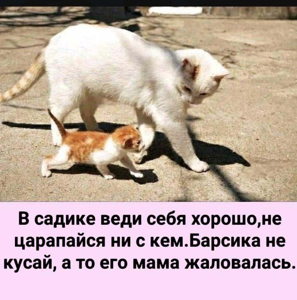 да В садике веди себя хорошоне царапайся ни с кемБарсика не кусай а то его мама жаловалась