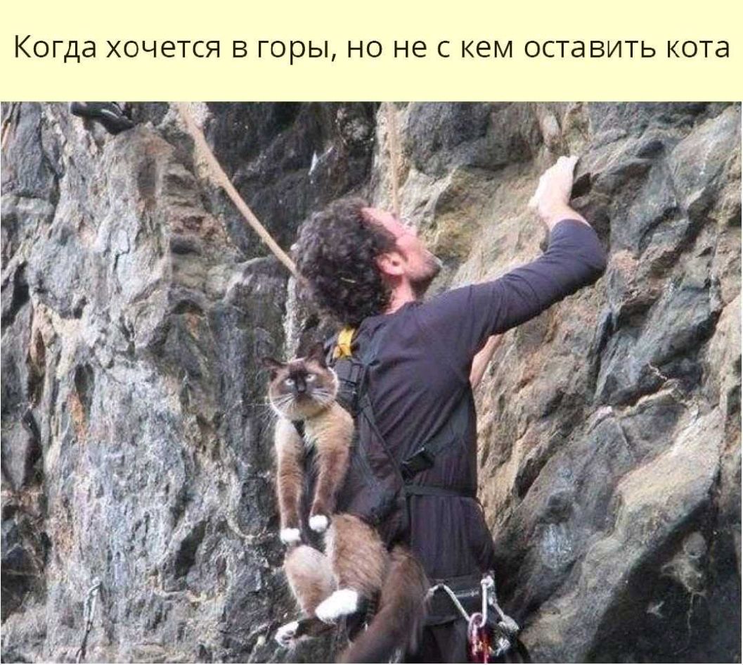 КОГДЭ ХОЧЁТСЯ В ГОРЫ НО не С кем оставить кота